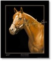 Secretariat's Last Portrait Print