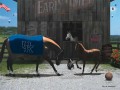 Bluegrass Traditions